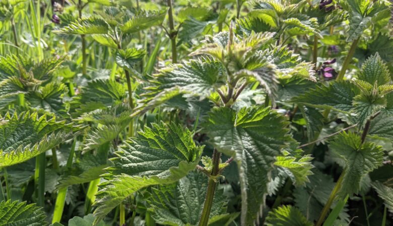 nettles