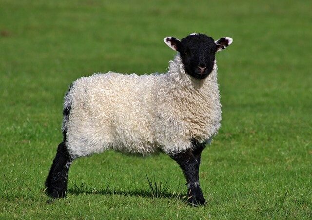 sheep